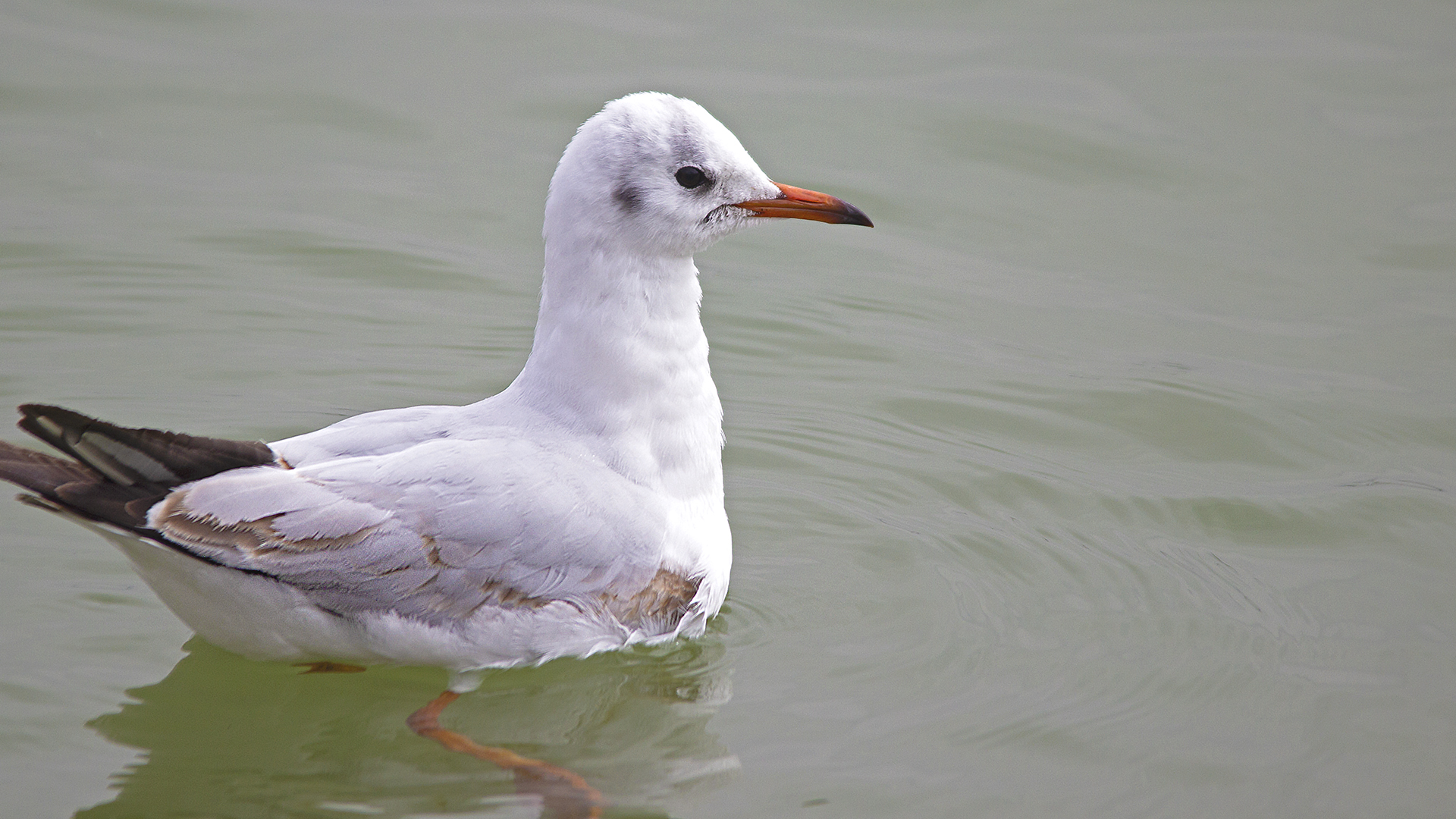Black-headed Gull